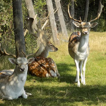 Ranczo Okole Vakantieboerderij Świerzawa