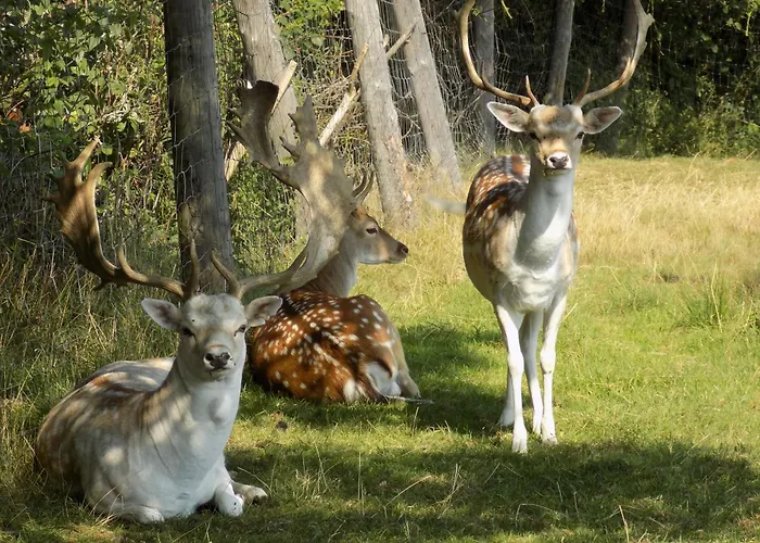 Ranczo Okole Vakantieboerderij Świerzawa