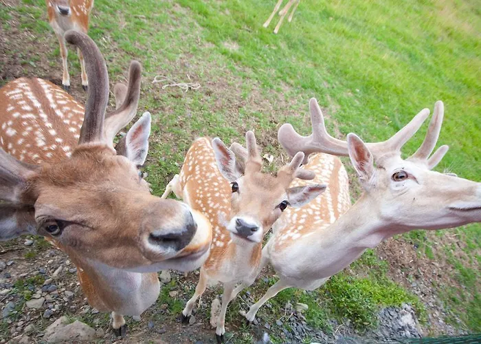 Vakantieboerderij Ranczo Okole Świerzawa